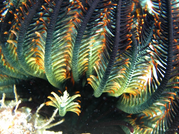 13- Crinoide ou comatule - Ilot Kouare.JPG